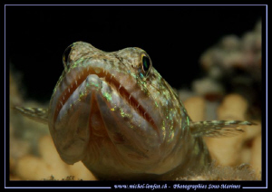 Face to face with this Lizard fish... :O)... by Michel Lonfat 